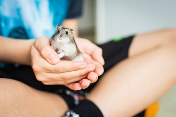 Acolhimento está entre as dicas práticas para ter um hamster feliz e saudável