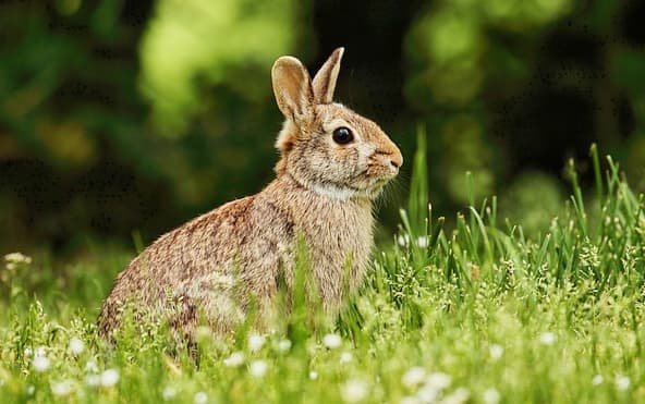 Coelhos também estão entre os animais que podem ser classificados como pets