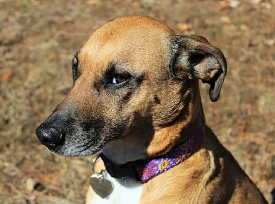 Descubra como adestrar cachorro brabo para evitar riscos indesejados