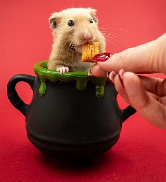 É mesmo verdade que hamsters são mamíferos muito fofos