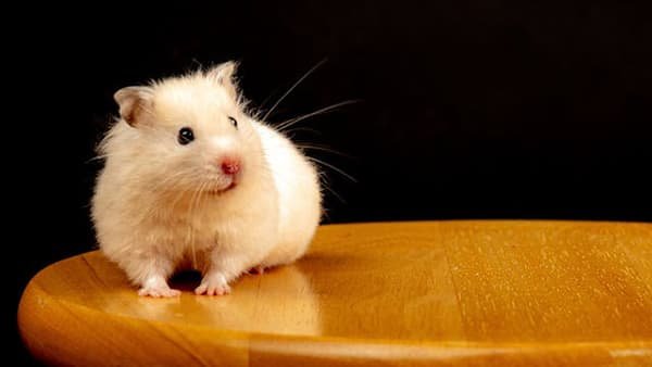 Hamsters são populares no mundo todo