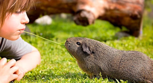 Você vai saber quais são os animais que podem ser classificados como pets