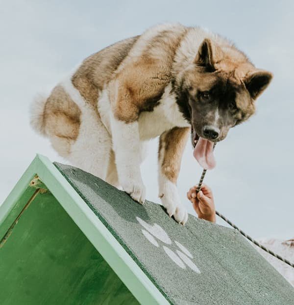 exercícios fazem bem para o cão