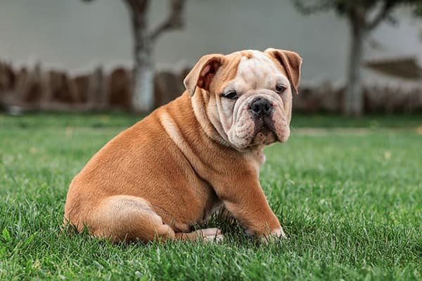 Buldog Inglês está entre as 10 raças de cães perfeitas para apartamentos