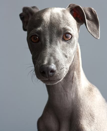 Galgo é outro que estpa entre as 10 raças de cães perfeitas para apartamentos