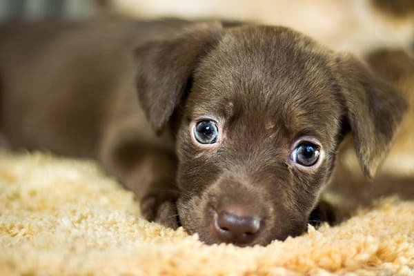 Histórias sobre pets que vão encantar seu coração