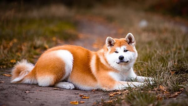 Muitas Histórias sobre pets que vão encantar seu coração