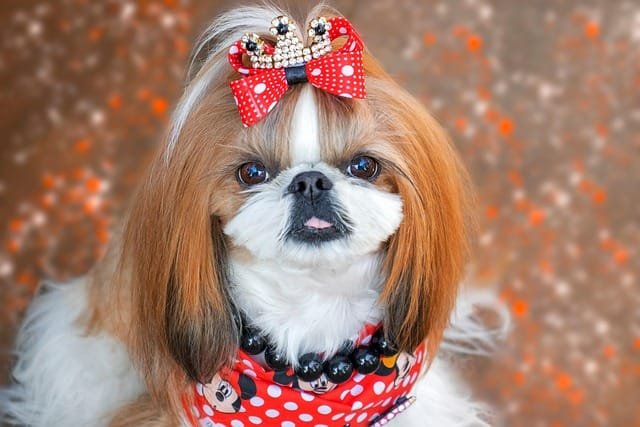 shih-tzu também está entre as 10 raças de cães perfeitas para apartamentos