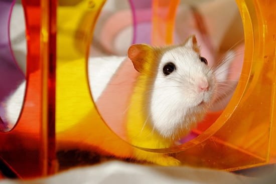 Hamster está também na lista quando se pergunta qual pet é melhor para crianças