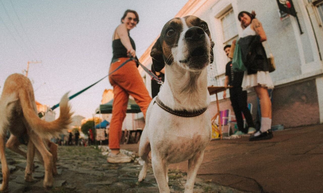 Meu cachorro late muito o que fazer