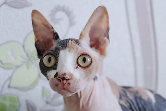 Sphynx ilustra as diferentesraças de cães e gatos