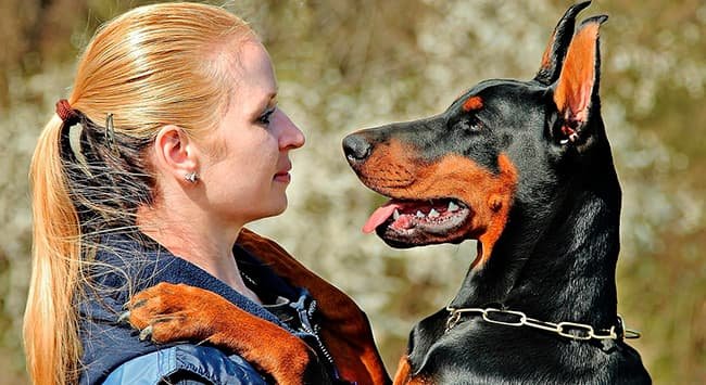 Como proteger seu cão dos fogos