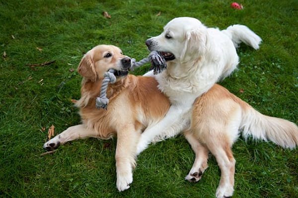 Fêmea e macho brincando