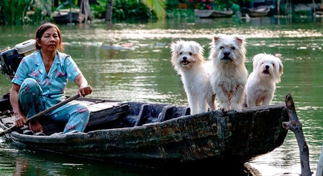 Como transformar o lar em um paraíso estimulante para seus pets
