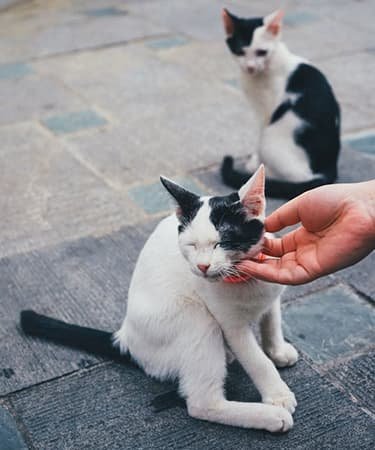 Gatos também precisam de carinho